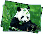 The Giant Panda theme park in Chengdu, China