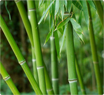 Bamboo sheets & towels