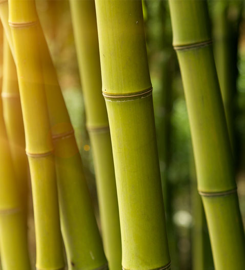 bamboo