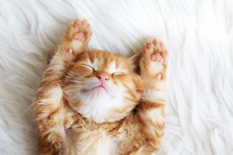 sleepy
